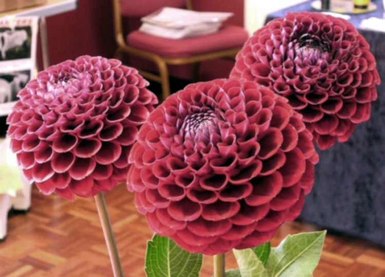 Picture of some red dahlias