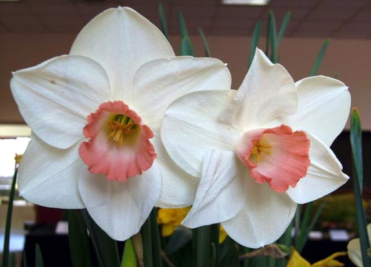 Picture of some white daffodils